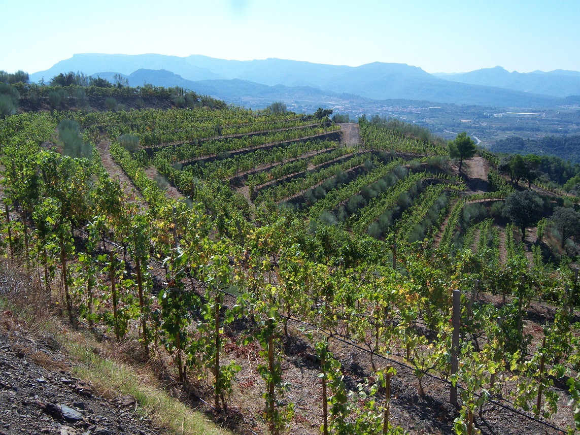 יקב מאס מרטינט